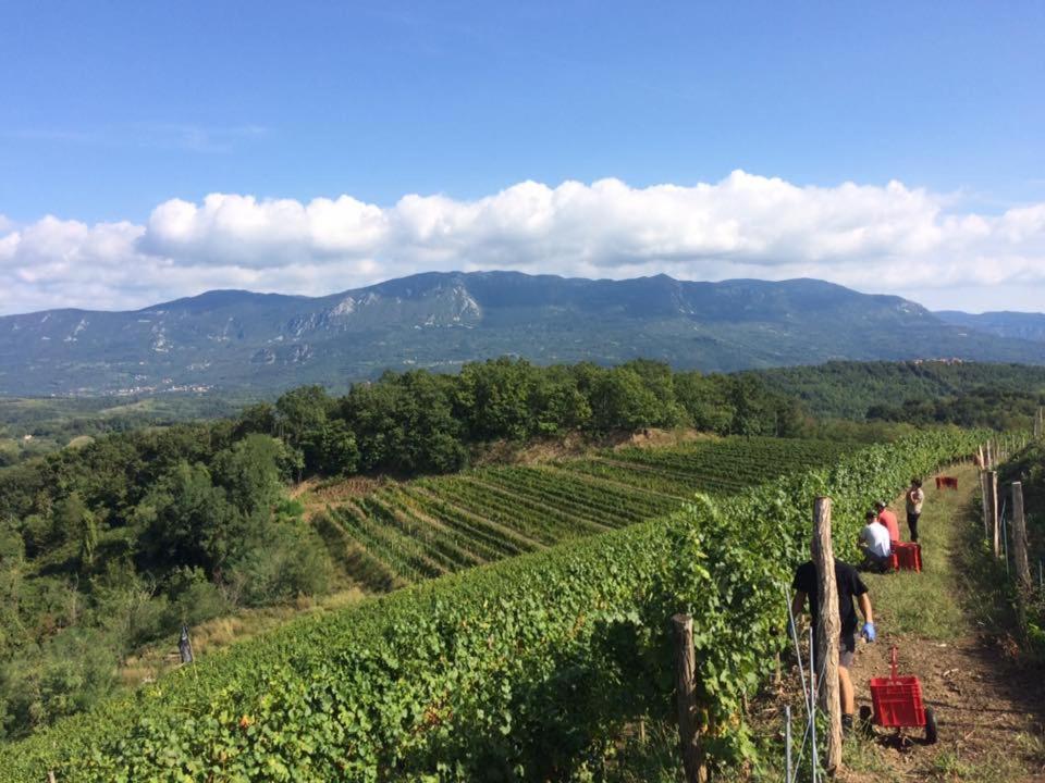 Kraljic - Primoz Cotar Bed & Breakfast Dornberk Luaran gambar
